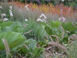 Plant a Grassland Garden with indigenous plants in 10 steps